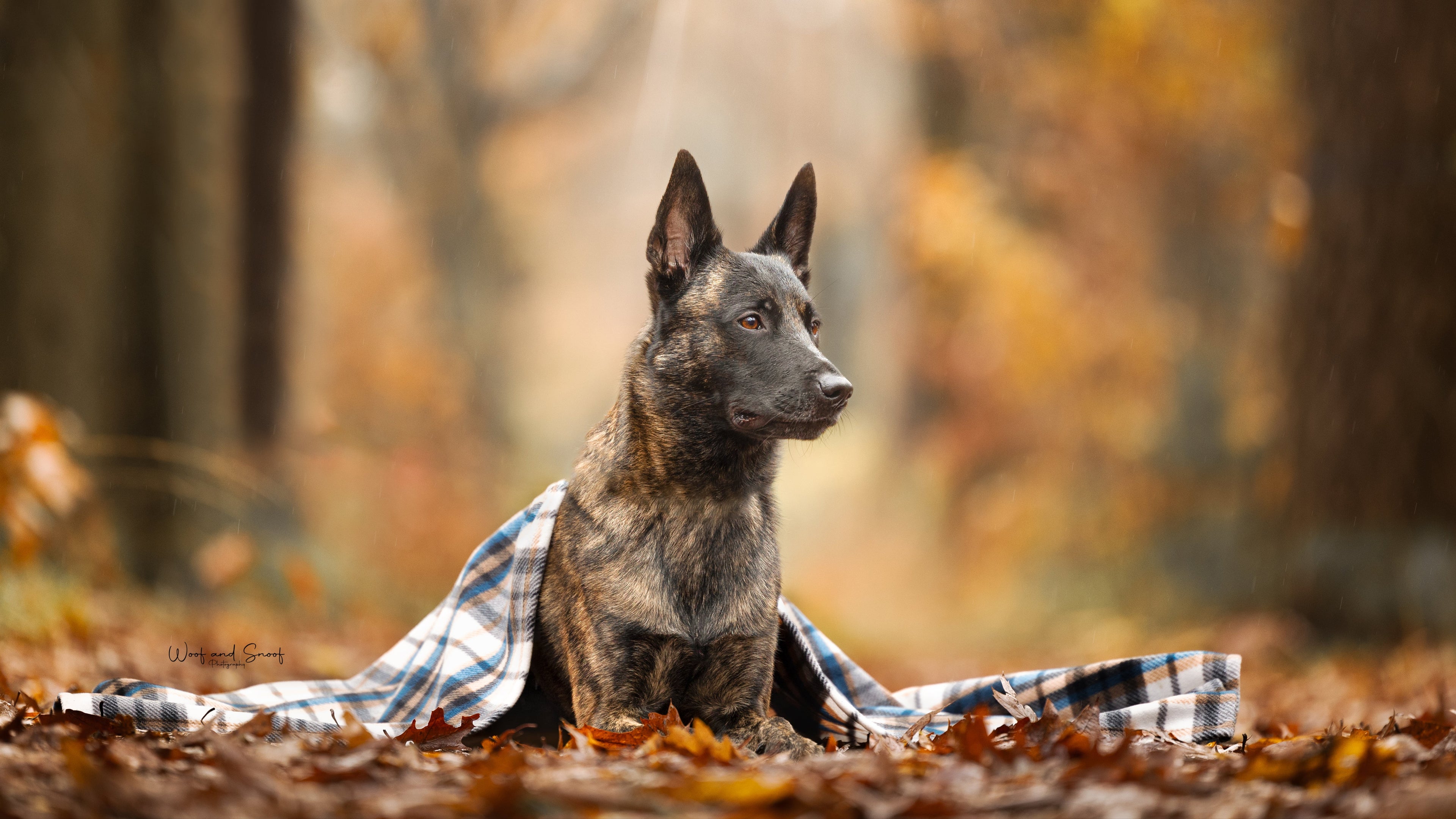 herfst honden fotoshoot